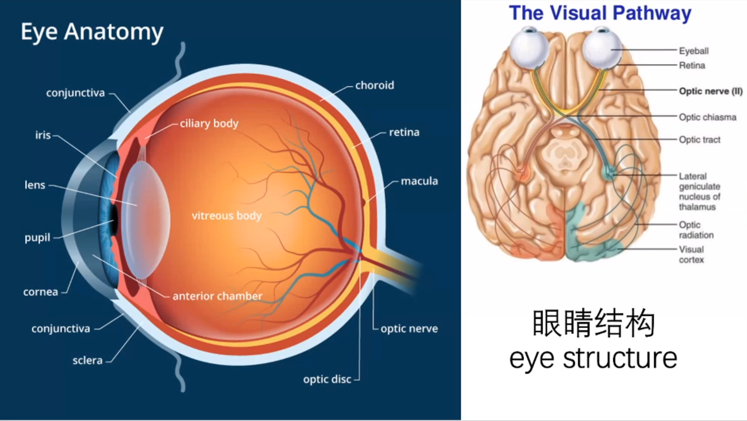 A szem anatómiája