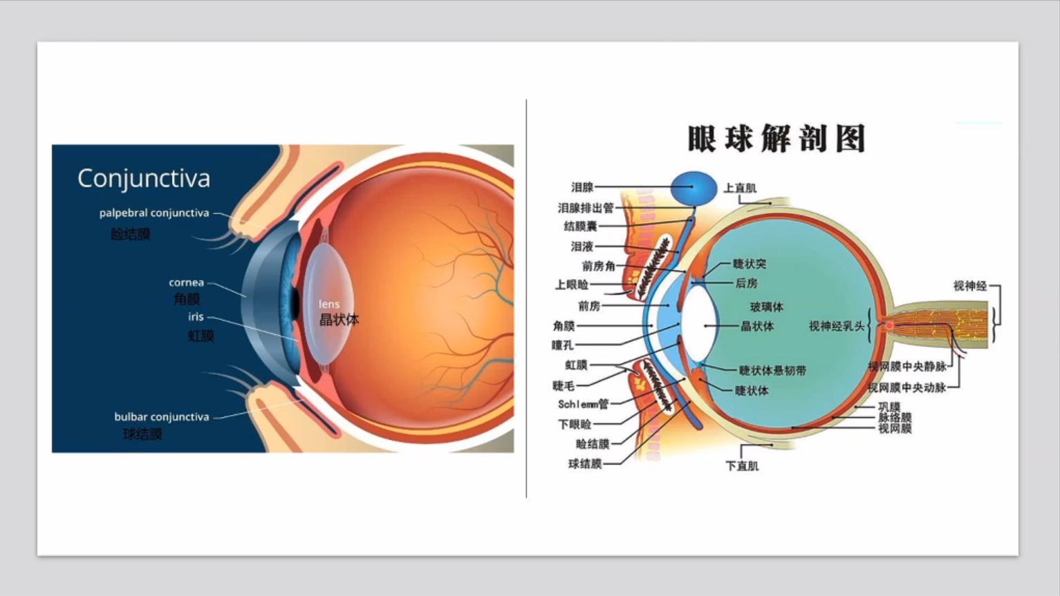 A szem anatómia (2)